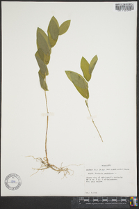 Uvularia perfoliata image