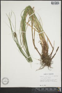 Carex buxbaumii image