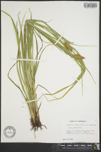 Carex typhina image