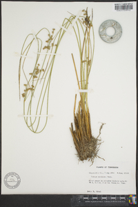 Juncus coriaceus image