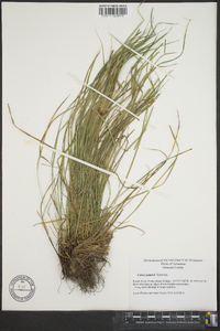 Carex jamesii image