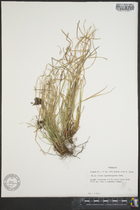 Carex nigromarginata image