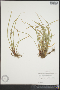 Carex pedunculata image