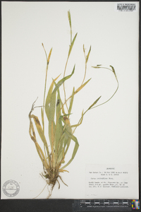 Carex crebriflora image
