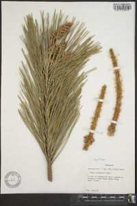 Pinus thunbergii image