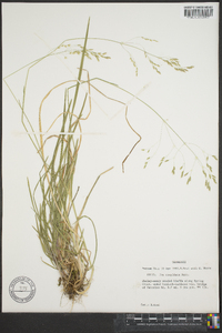 Poa cuspidata image