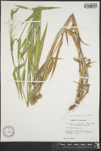 Dichanthelium scoparium image