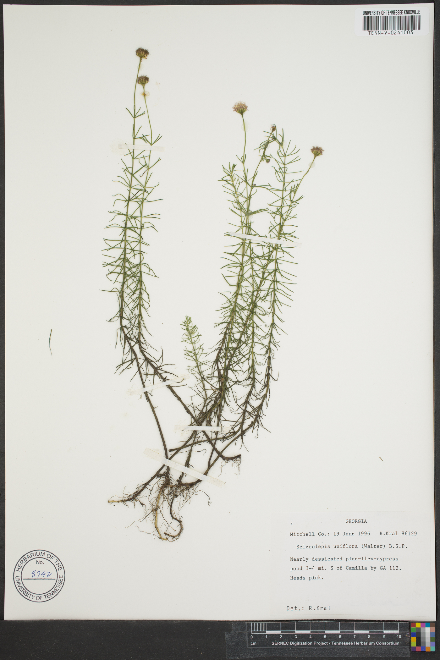 Sclerolepis uniflora image