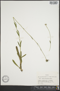 Sabatia bartramii image