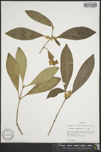 Osmanthus americanus image