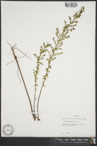 Lechea mucronata image