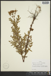 Hypericum cistifolium image