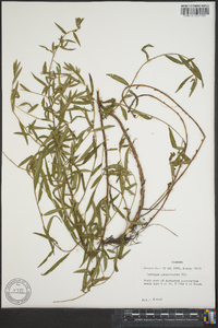 Ludwigia sphaerocarpa image