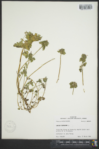 Lamium purpureum image