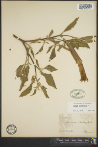 Datura stramonium image