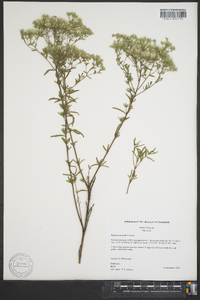 Eupatorium mohrii image