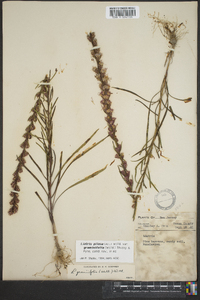 Liatris pilosa image