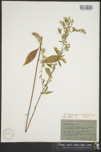 Solidago arguta subsp. caroliniana image