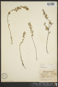 Vaccinium macrocarpon image