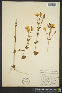 Sabbatia angularis image