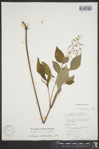 Collinsonia tuberosa image