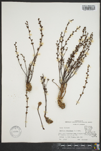 Epifagus virginiana image