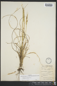 Danthonia sericea image