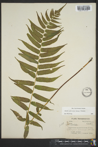 Athyrium pycnocarpon image