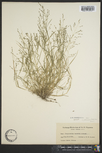 Eragrostis pectinacea var. pectinacea image