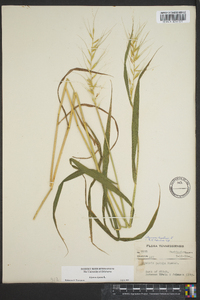 Elymus hystrix image