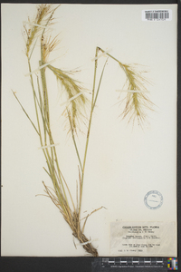 Elymus elymoides subsp. elymoides image