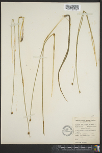 Schoenoplectus subterminalis image