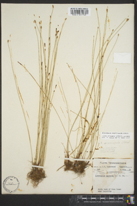 Eleocharis erythropoda image