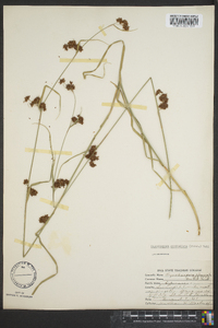 Rhynchospora capitellata image