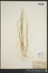 Carex trisperma image