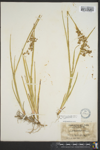 Juncus saximontanus image