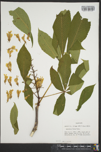 Aesculus flava image