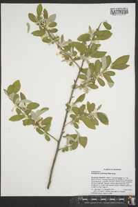 Elaeagnus umbellata image