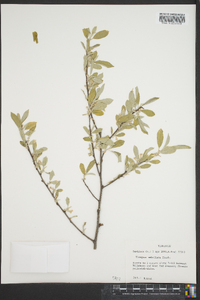 Elaeagnus umbellata image