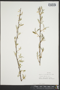 Elaeagnus umbellata image