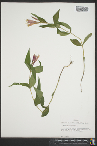 Spigelia marilandica image