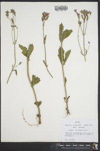 Verbena brasiliensis image