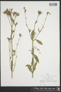 Verbena brasiliensis image