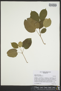 Bignonia capreolata image