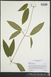 Bignonia capreolata image