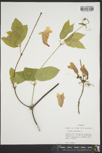 Bignonia capreolata image