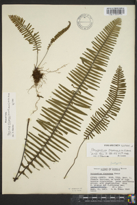 Polypodium dispersum image