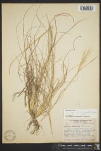 Bothriochloa edwardsiana image