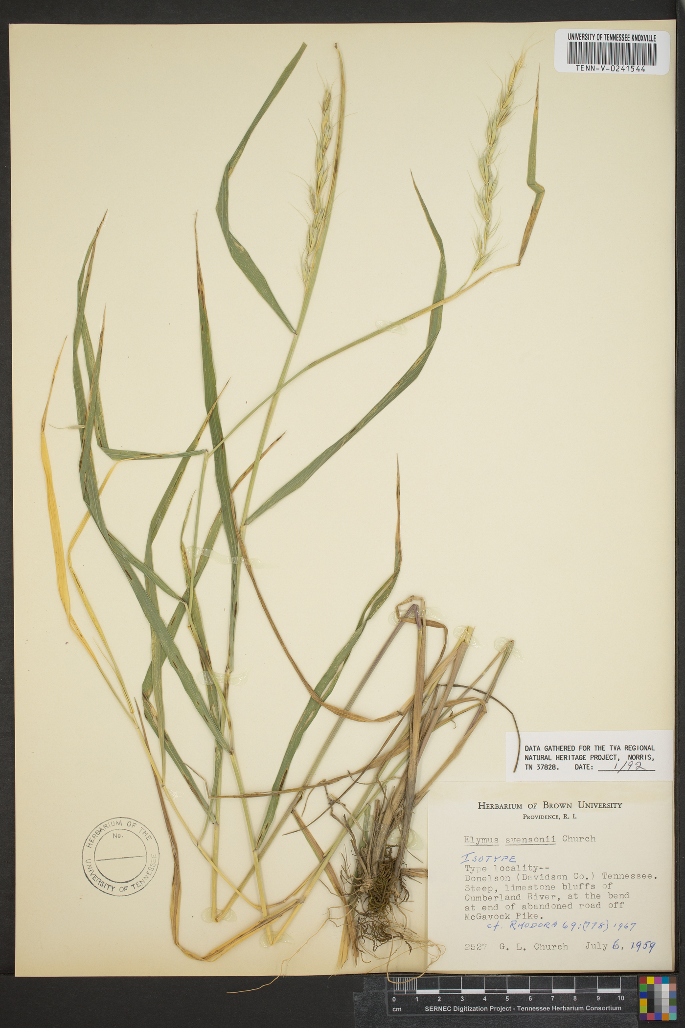 Elymus svensonii image