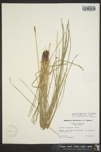 Eleocharis bifida image